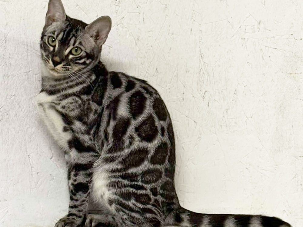 Artemis queen bengal cat